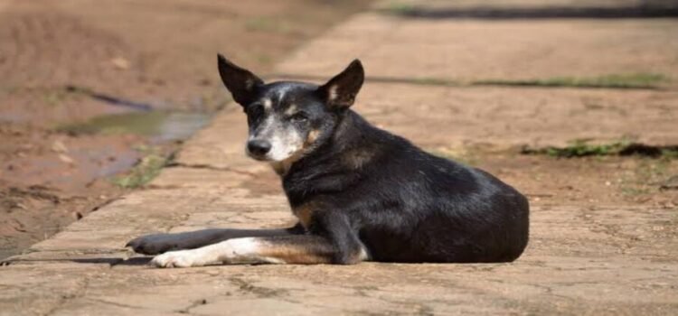 Reportan presunto envenenamiento masivo de perros en Paracho