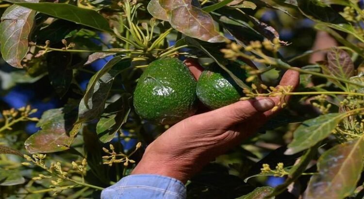 Aguacateros de Michoacán convocan a paro nacional