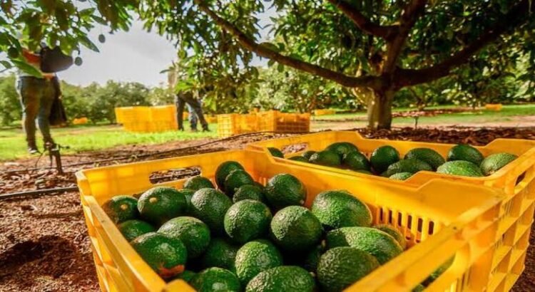 Agricultores de Michoacán amagan con manifestaciones por bajos precios en aguacate, limón, maíz y jitomate