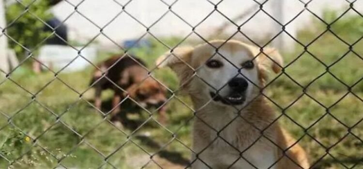 Registra Morelia 1,700 casos de maltrato animal