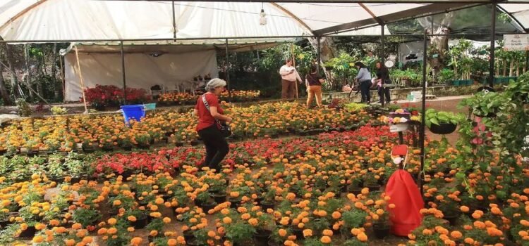 Encarece flor por alza en insumos, advierten productores locales