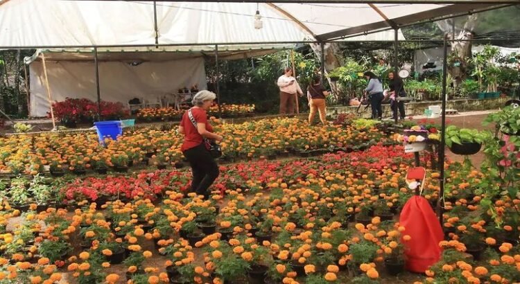 Encarece flor por alza en insumos, advierten productores locales