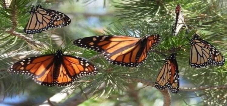 Llegan las primeras mariposas monarcas con ‘GPS’ a los santuarios de Michoacán