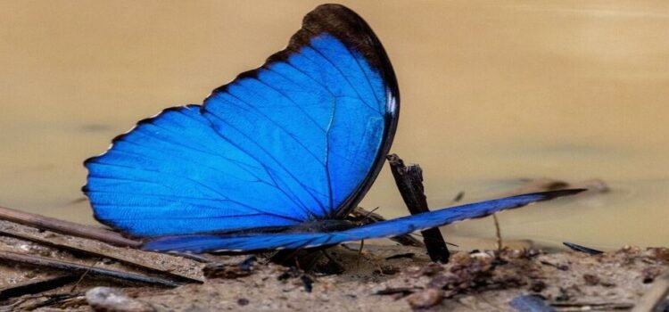 Muestran mariposas tonos más opacos por avance de la deforestación