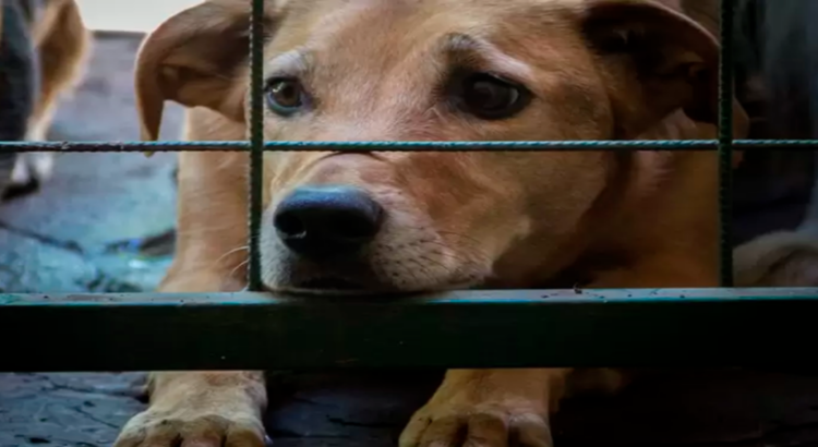 Aprueban en Michoacán aumentar penas en delitos de maltrato animal