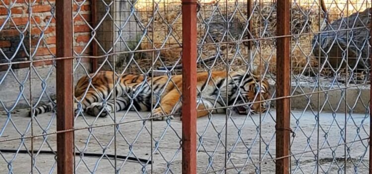 Decomisados, el 80% de animales en zoológico de Morelia