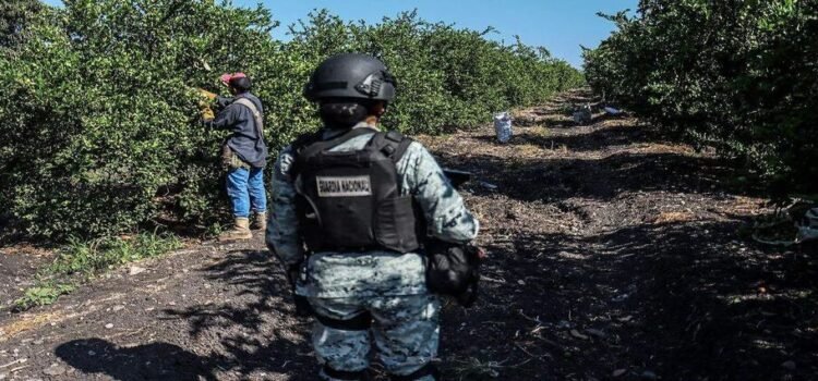 Identifican a 6 cárteles como los extorsionadores de limoneros y aguacateros de Michoacán