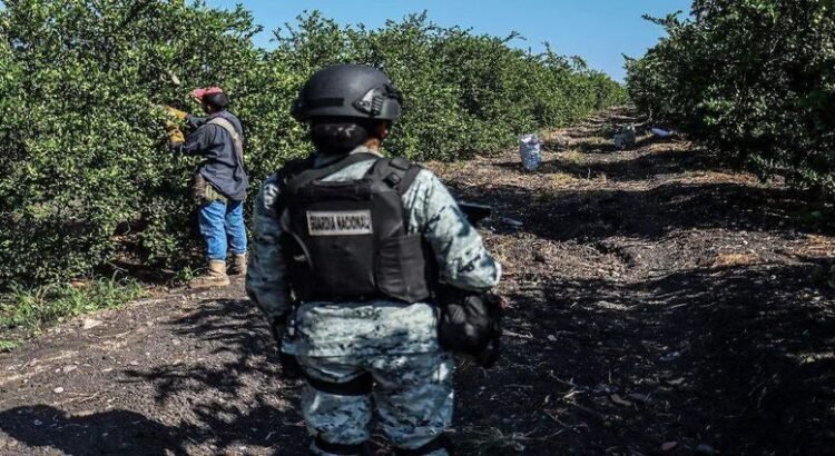 Identifican a 6 cárteles como los extorsionadores de limoneros y aguacateros de Michoacán