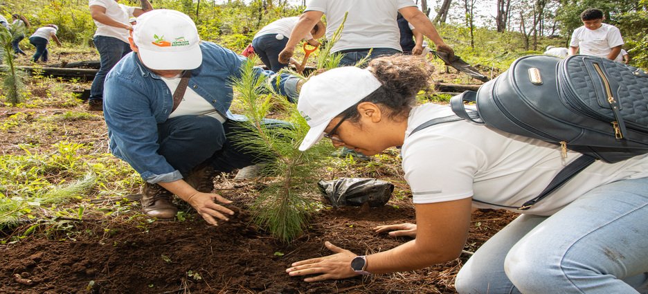 650 mil árboles para Michoacán: inicia reforestación en zonas aguacateras