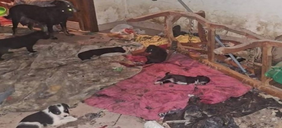 Rescatan a 29 perritos víctimas de maltrato en Michoacán; hay una detenida