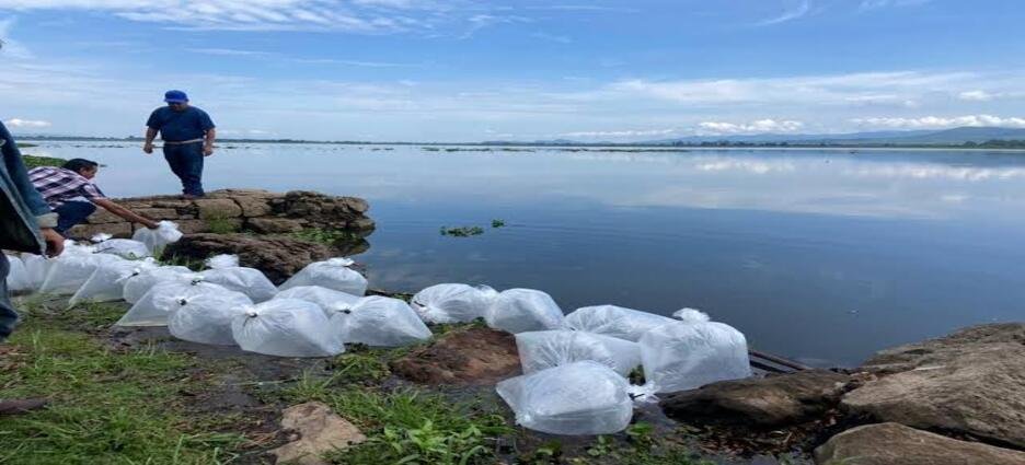 Liberan miles de crías de tilapia en presa de Michoacán para apoyar a pescadores