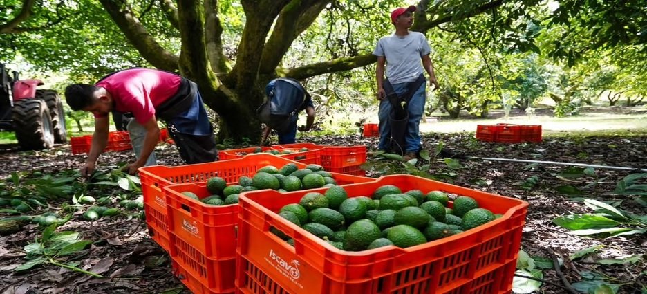 Comunidades de Michoacán cuestionan nuevos lineamientos para regular producción de aguacate