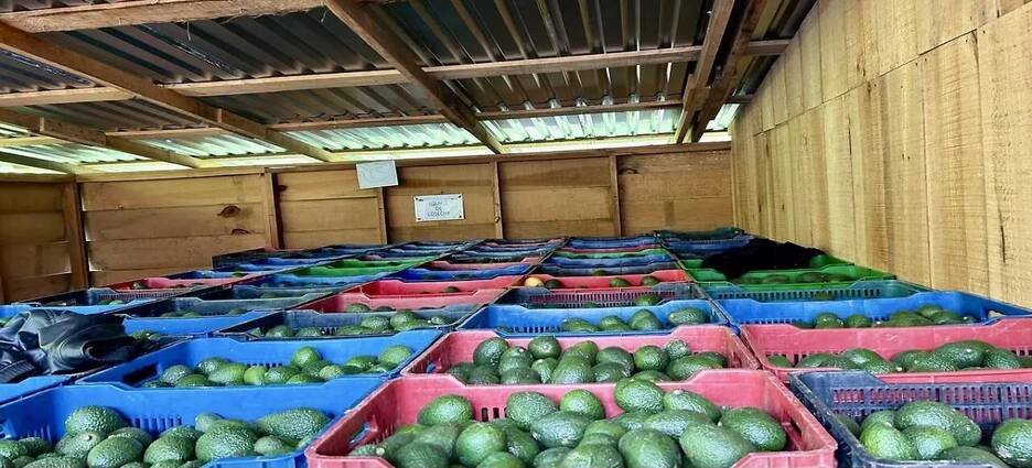Guerrero pierde terreno en el mercado del aguacate frente a la producción de Michoacán