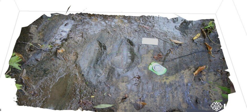 Descubren 50 huellas de dinosaurio de hace 65 millones de años en Apatzingán, Michoacán